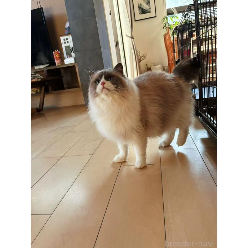 販売中の埼玉県のラグドール-134920の4枚目