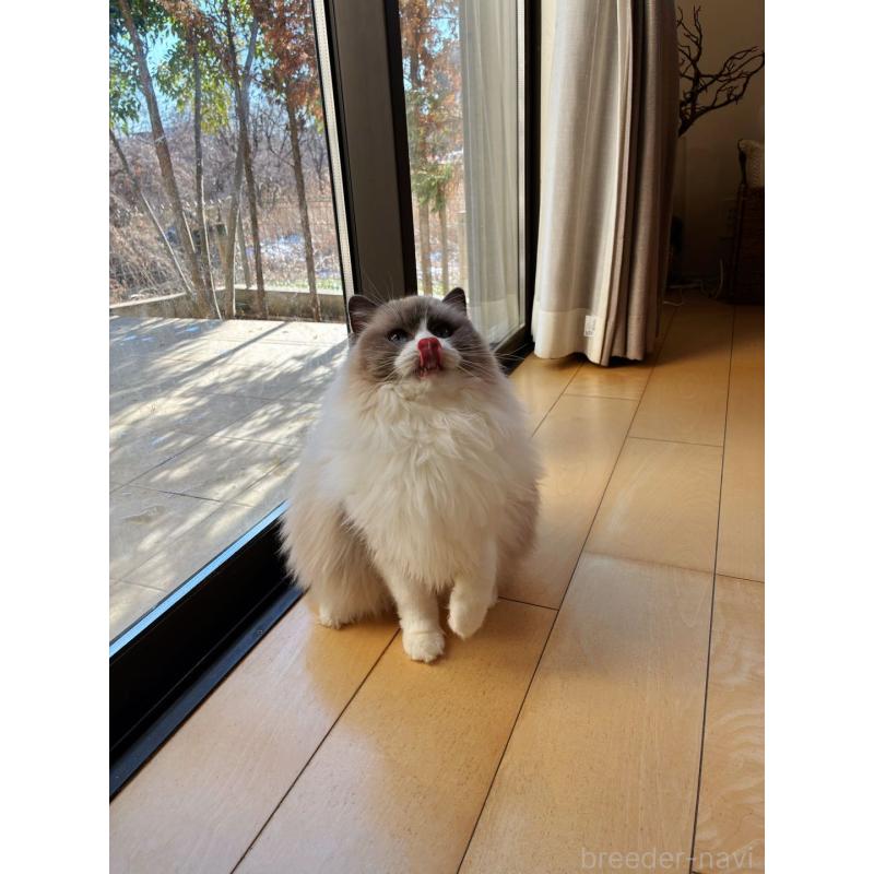 販売中の埼玉県のラグドール-134920の2枚目