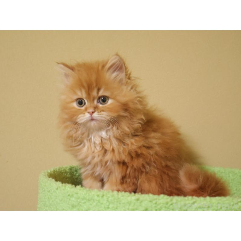 成約済の埼玉県のスコティッシュフォールド-133425の2枚目