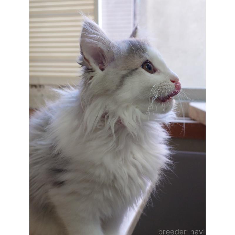 商談中の滋賀県のノルウェージャンフォレストキャット-134912の2枚目