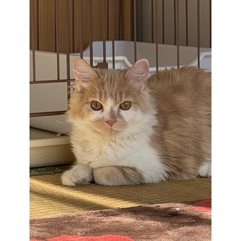 成約済の埼玉県のスコティッシュフォールド-124878の12枚目