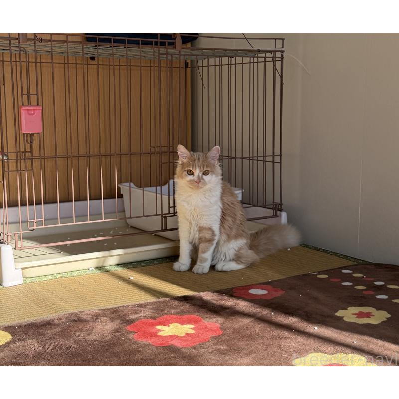 成約済の埼玉県のスコティッシュフォールド-124878の11枚目