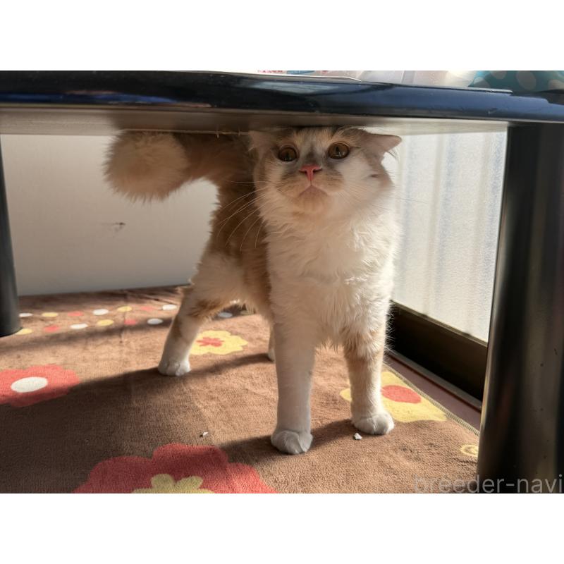 成約済の埼玉県のスコティッシュフォールド-124878の10枚目