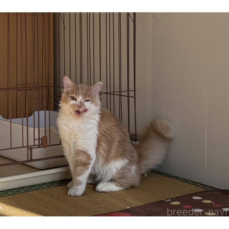 成約済の埼玉県のスコティッシュフォールド-124878の8枚目