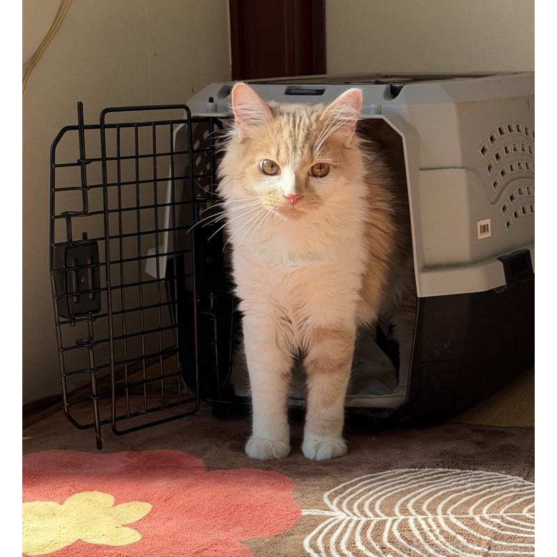 成約済の埼玉県のスコティッシュフォールド-124878の6枚目