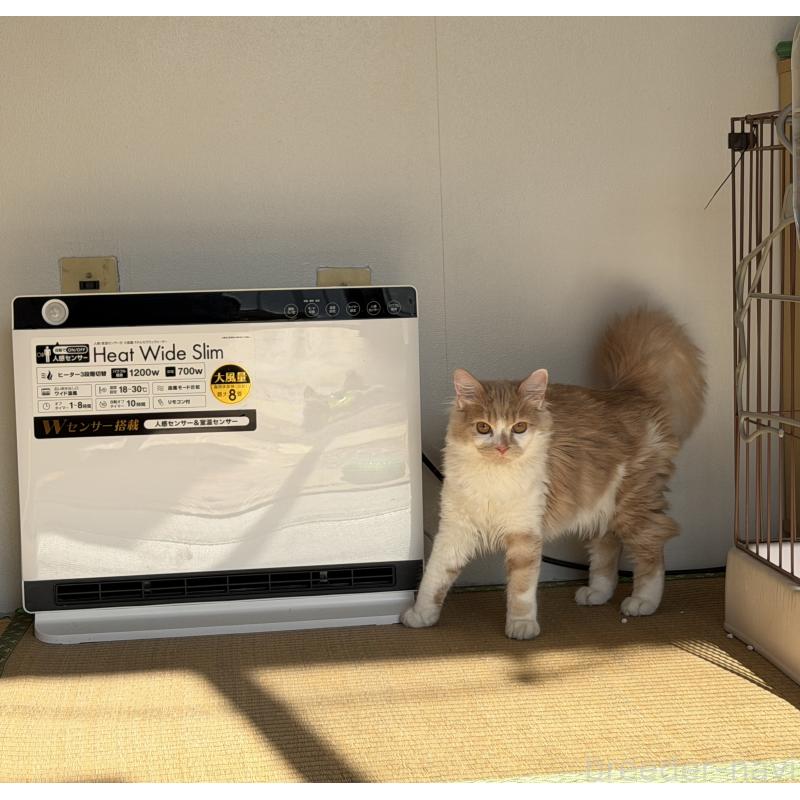 成約済の埼玉県のスコティッシュフォールド-124878の5枚目