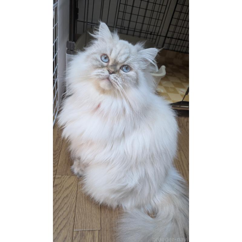 販売中の大阪府のミヌエット-127978