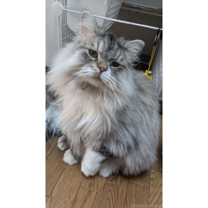 販売中の大阪府のミヌエット-121834の1枚目