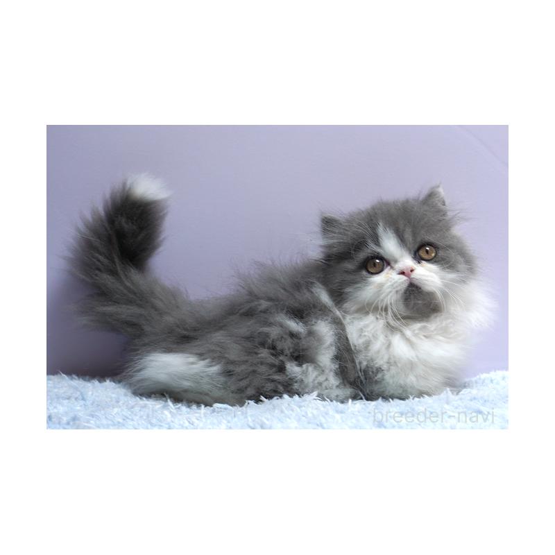 販売中の群馬県のミヌエット(短足)-130798の4枚目