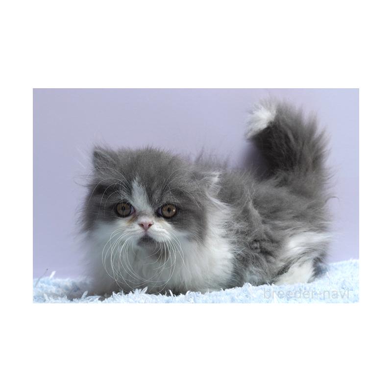 販売中の群馬県のミヌエット(短足)-130798の3枚目