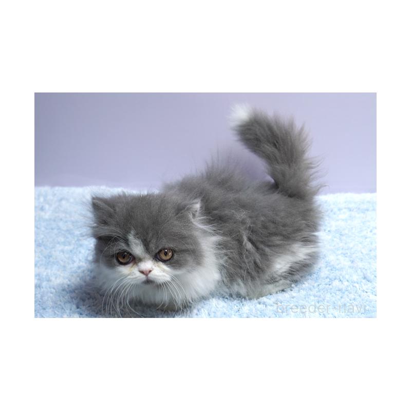 販売中の群馬県のミヌエット(短足)-130798の2枚目