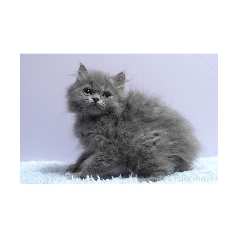 成約済の群馬県のミヌエット-132842の3枚目