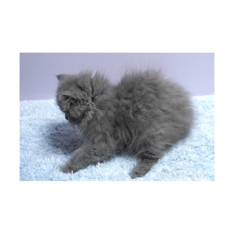 成約済の群馬県のミヌエット-132842の2枚目