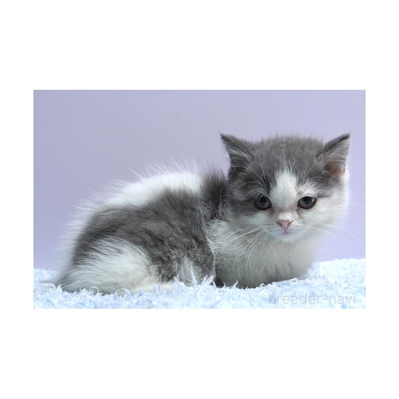 販売中の群馬県のミヌエット(短足)-131811の4枚目