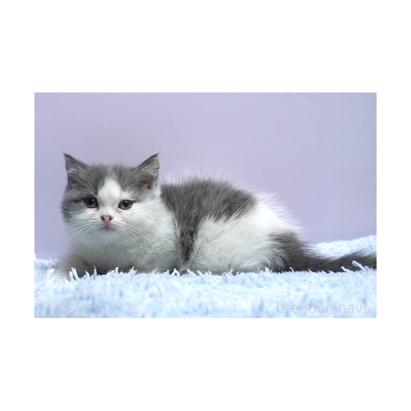 販売中の群馬県のミヌエット(短足)-131811の3枚目