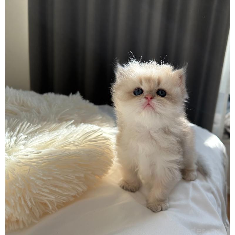 成約済の愛知県のブリティッシュロングヘア-134473の4枚目