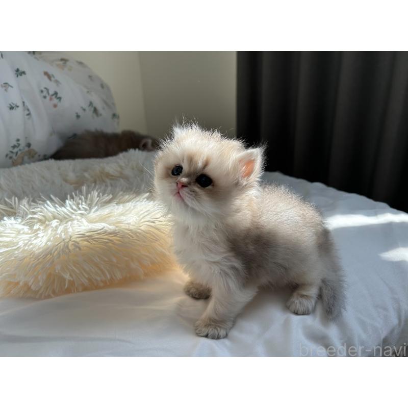 成約済の愛知県のブリティッシュロングヘア-134473の3枚目