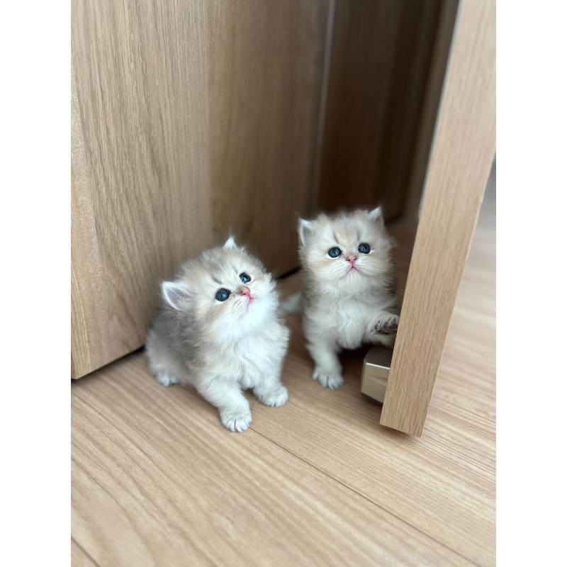 成約済の愛知県のブリティッシュロングヘア-134473の2枚目