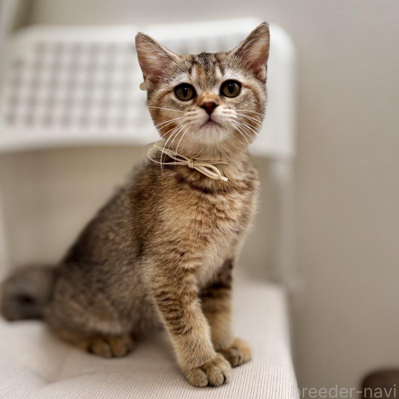 販売中の埼玉県のマンチカン-130897