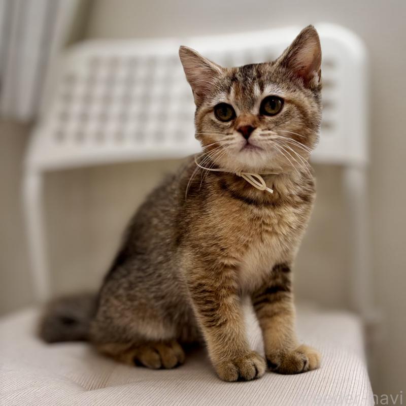 成約済の埼玉県のマンチカン-130897の3枚目