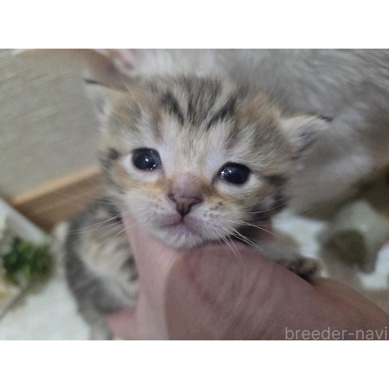 販売中の広島県のミックス-134921の7枚目