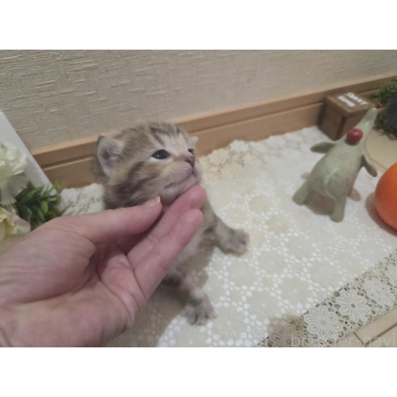 販売中の広島県のミックス-134921の5枚目