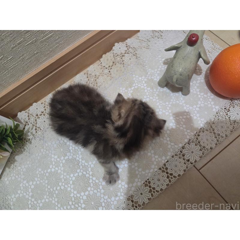 販売中の広島県のミックス-134921の4枚目