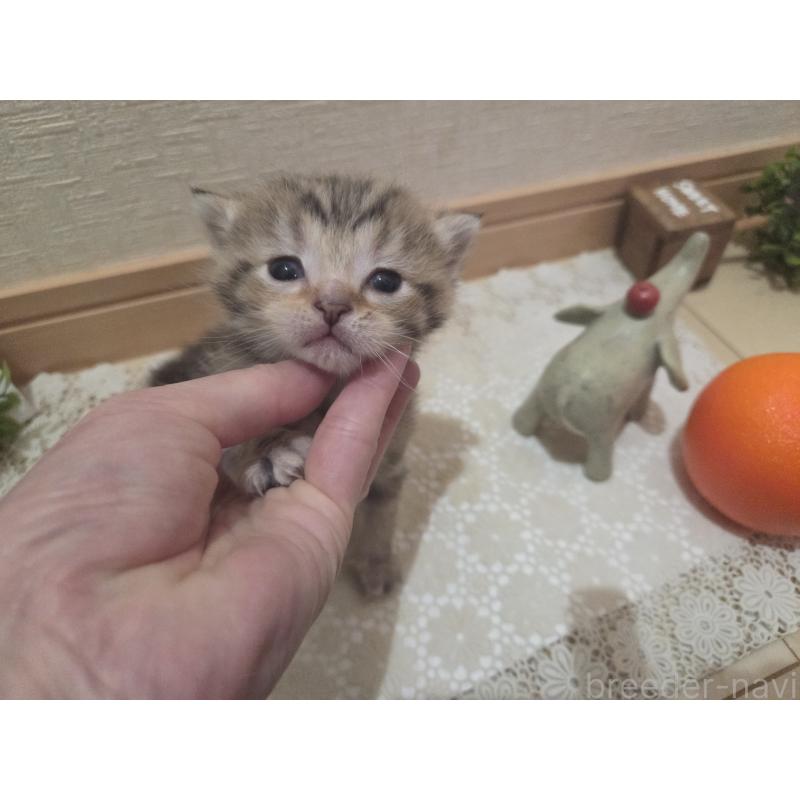 販売中の広島県のミックス-134921の3枚目