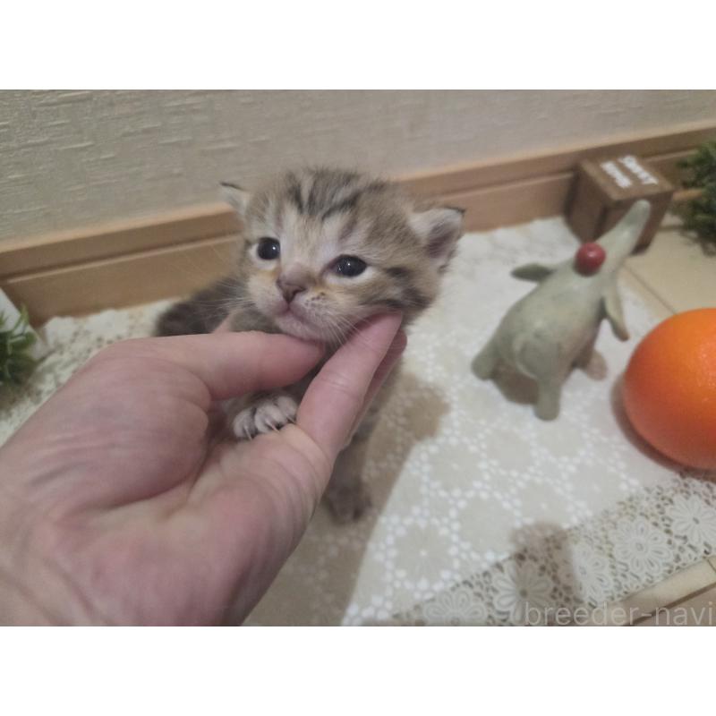 販売中の広島県のミックス-134921の2枚目