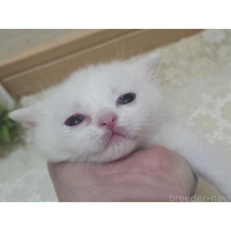 販売中の広島県のミックス-134922の9枚目