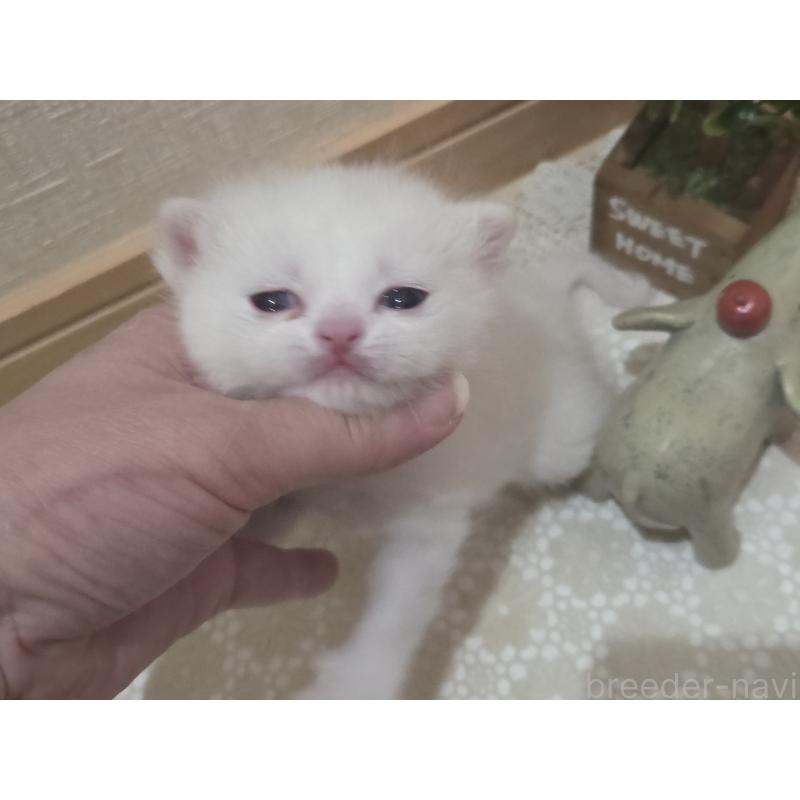 販売中の広島県のミックス-134922の7枚目