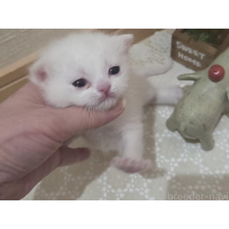 販売中の広島県のミックス-134922の6枚目