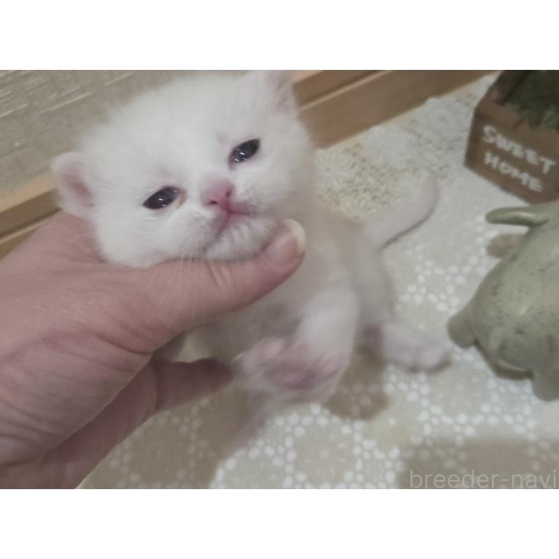 販売中の広島県のミックス-134922の5枚目