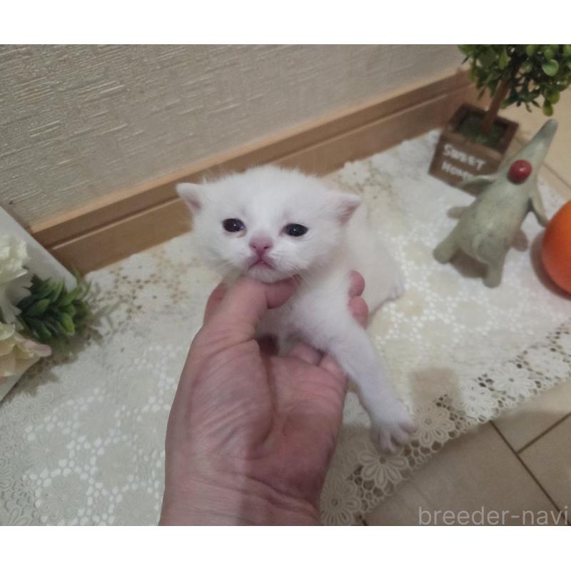 販売中の広島県のミックス-134922の4枚目