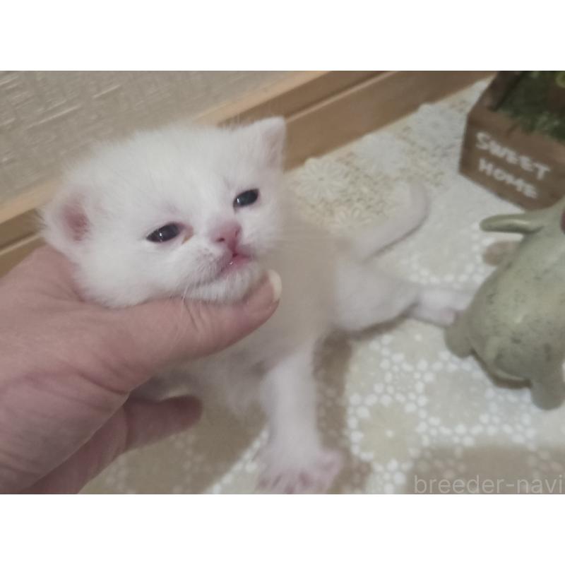 販売中の広島県のミックス-134922の3枚目