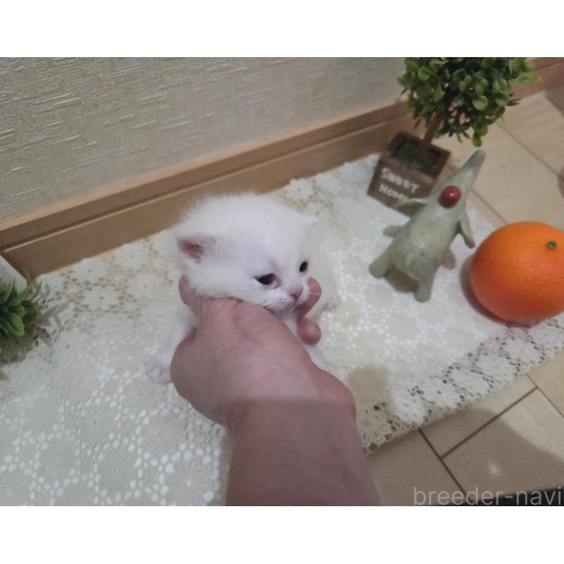 販売中の広島県のミックス-134922の2枚目