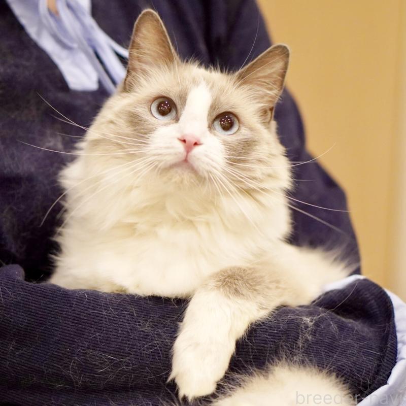 おもちちゃん1枚目