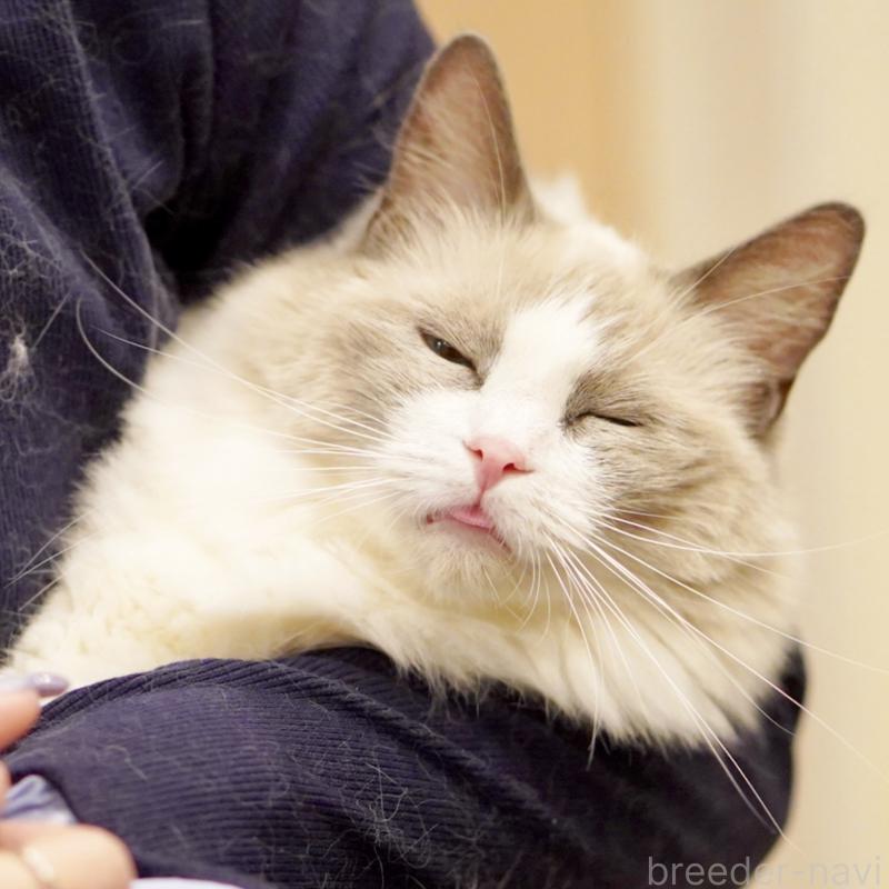 おもちちゃん1枚目