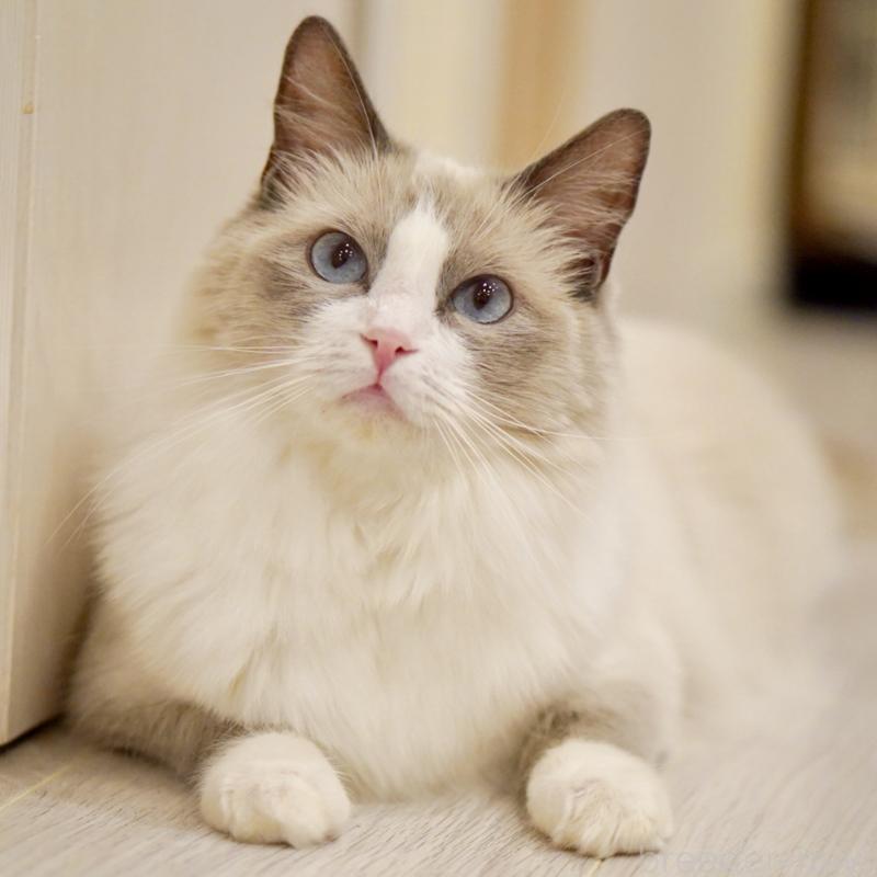 おもちちゃん1枚目