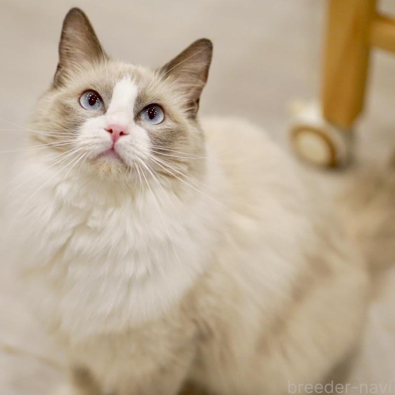 おもちちゃん1枚目