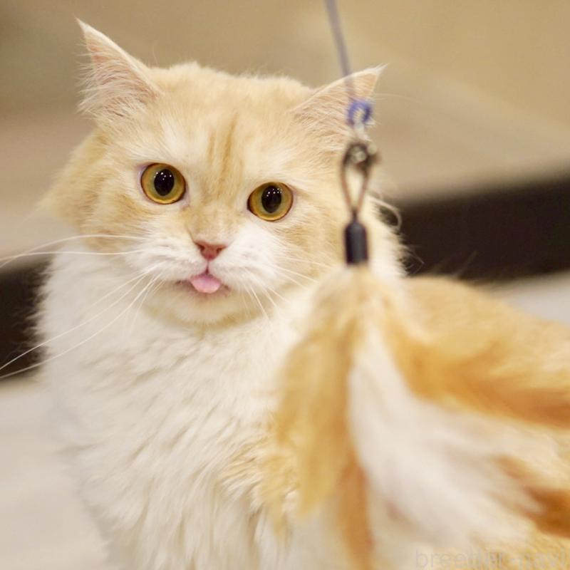 ゆべしちゃん1枚目