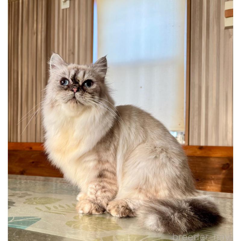 販売中の千葉県のサイベリアン-128922の4枚目