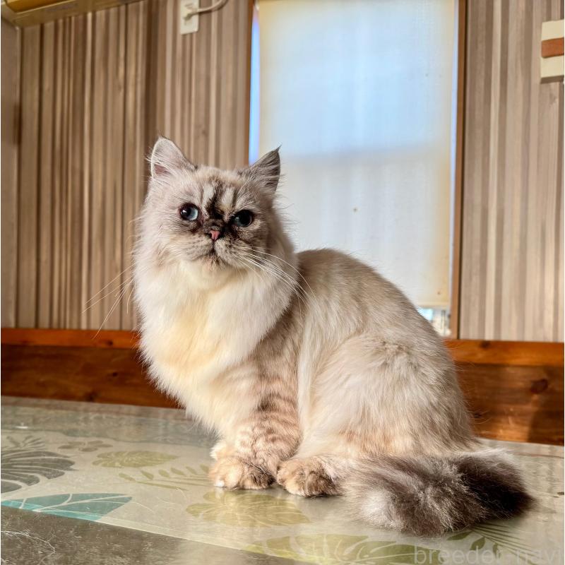 販売中の千葉県のサイベリアン-128922の3枚目