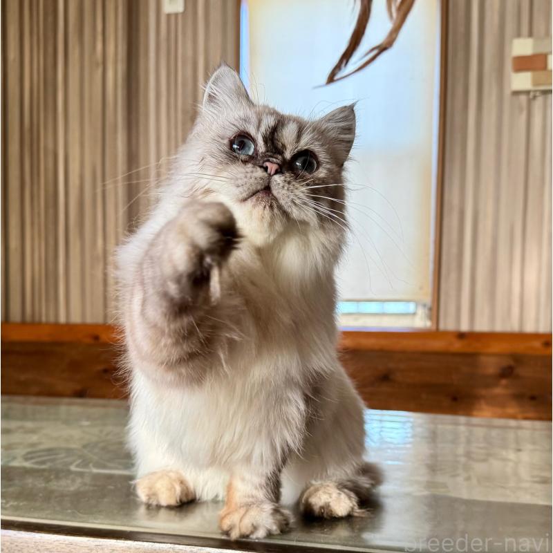 販売中の千葉県のサイベリアン-128922の2枚目