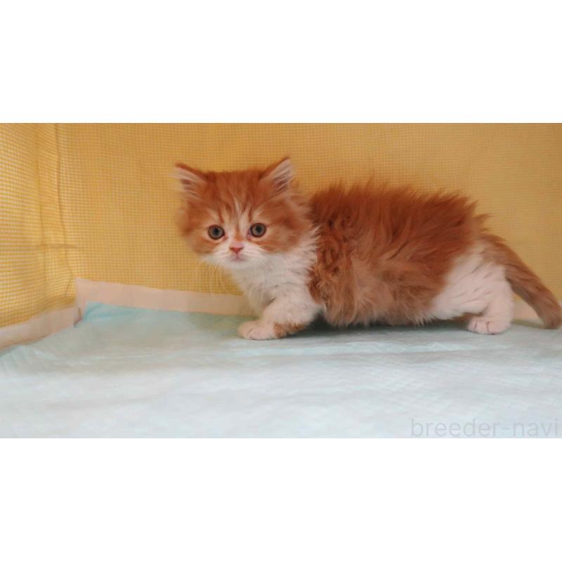 販売中の東京都のミヌエット-134923の3枚目