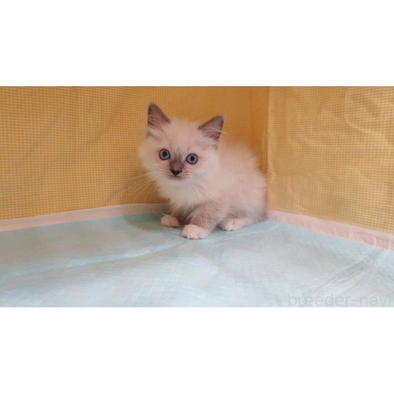 販売中の東京都のラグドール-134924の3枚目