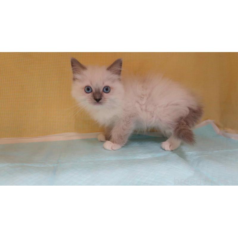 販売中の東京都のラグドール-134924の2枚目