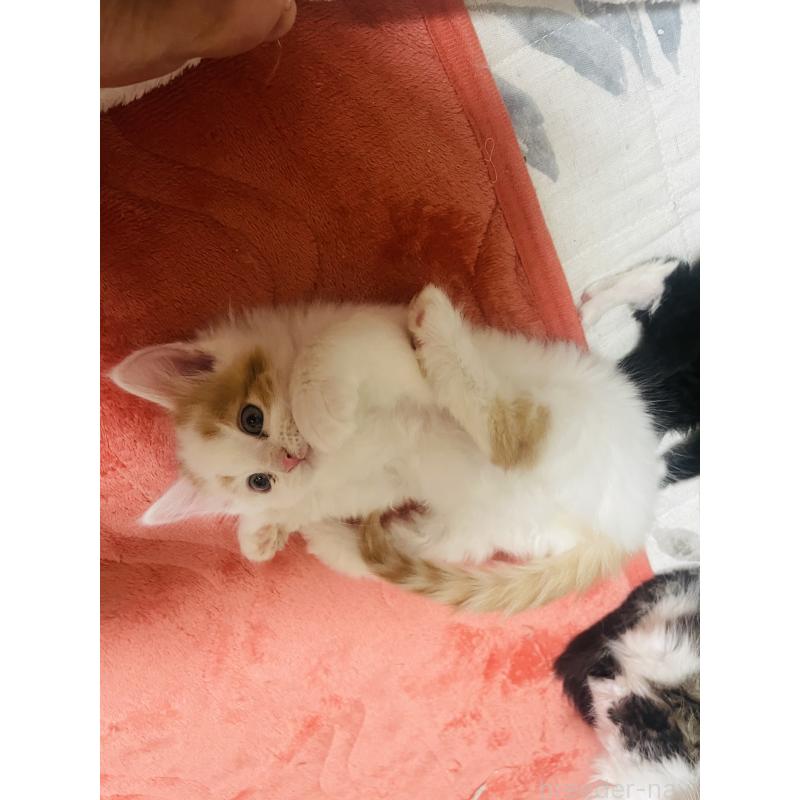 販売中の京都府のメインクーン-133483の4枚目