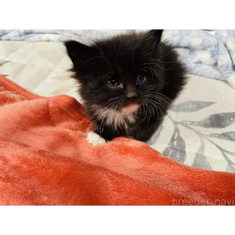 販売中の京都府のメインクーン-134925の6枚目