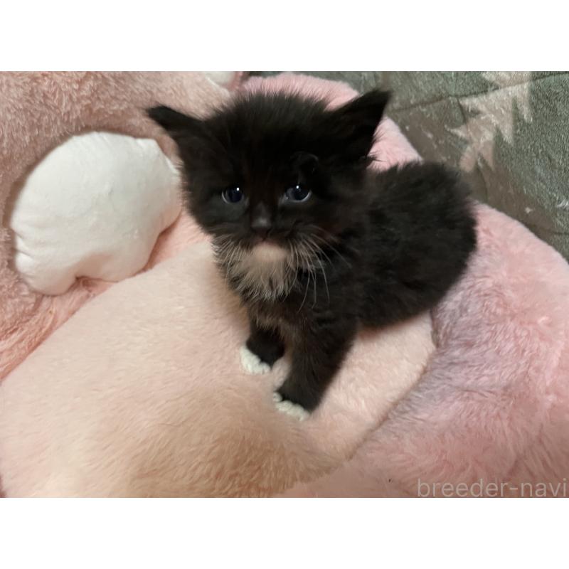 販売中の京都府のメインクーン-134925の5枚目